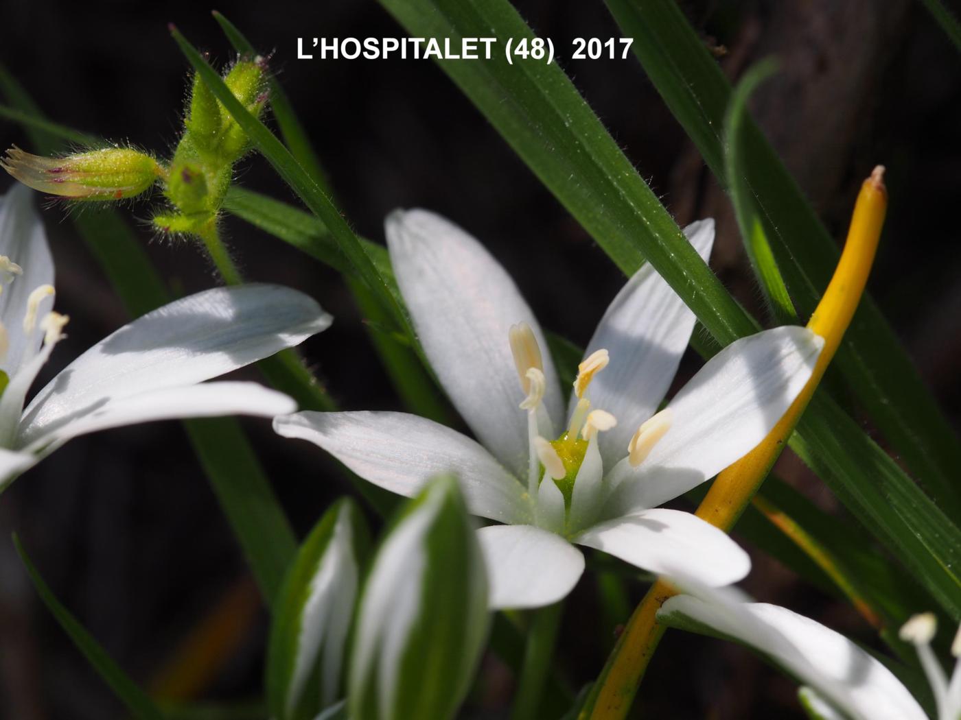 Star-of-Bethlehem, [Erect-leaved] flower